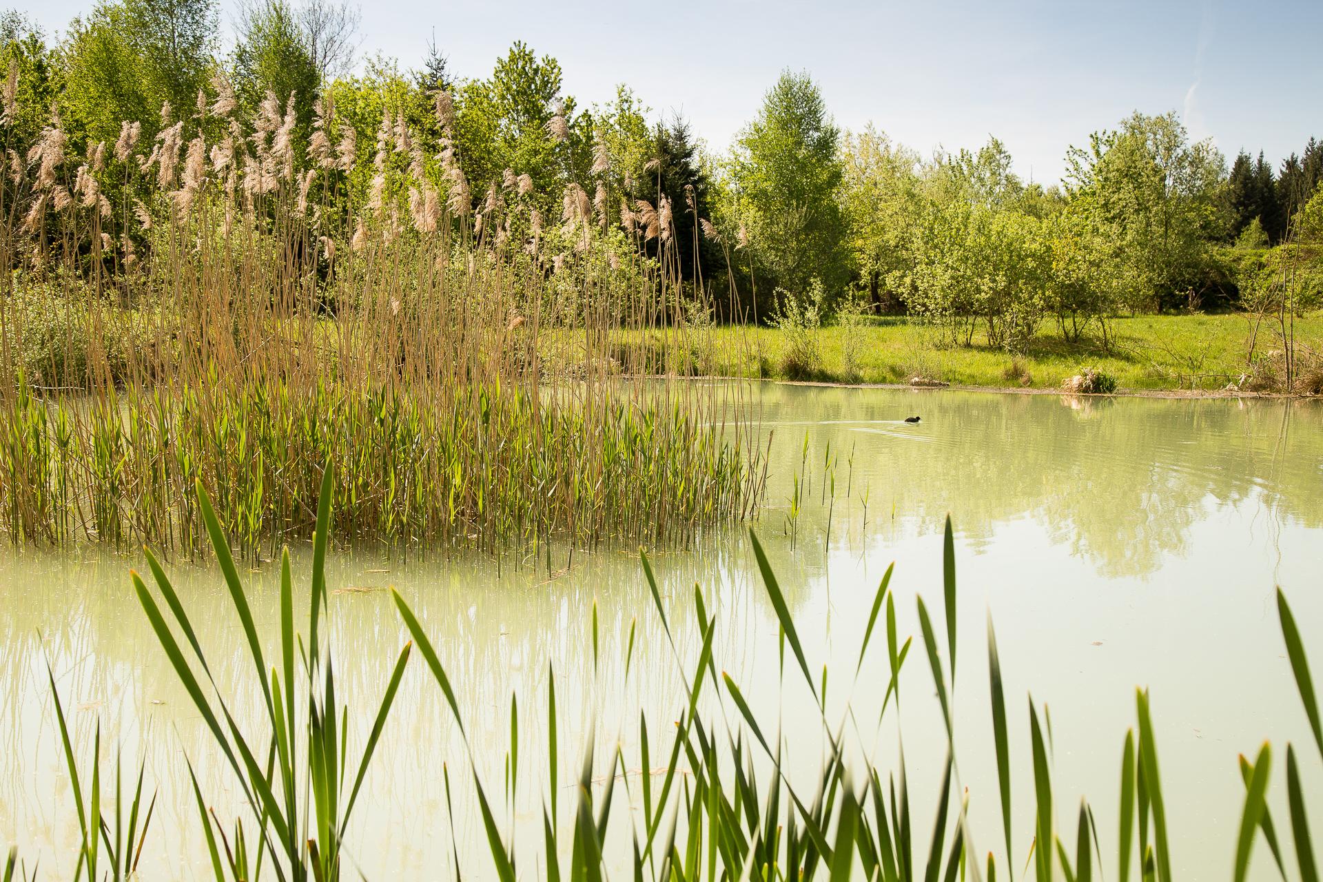 Ein Biotop mit einem grossen, grünen Weiher. Man sieht Schilf, Rasen, Bäume und Gras rundherum.