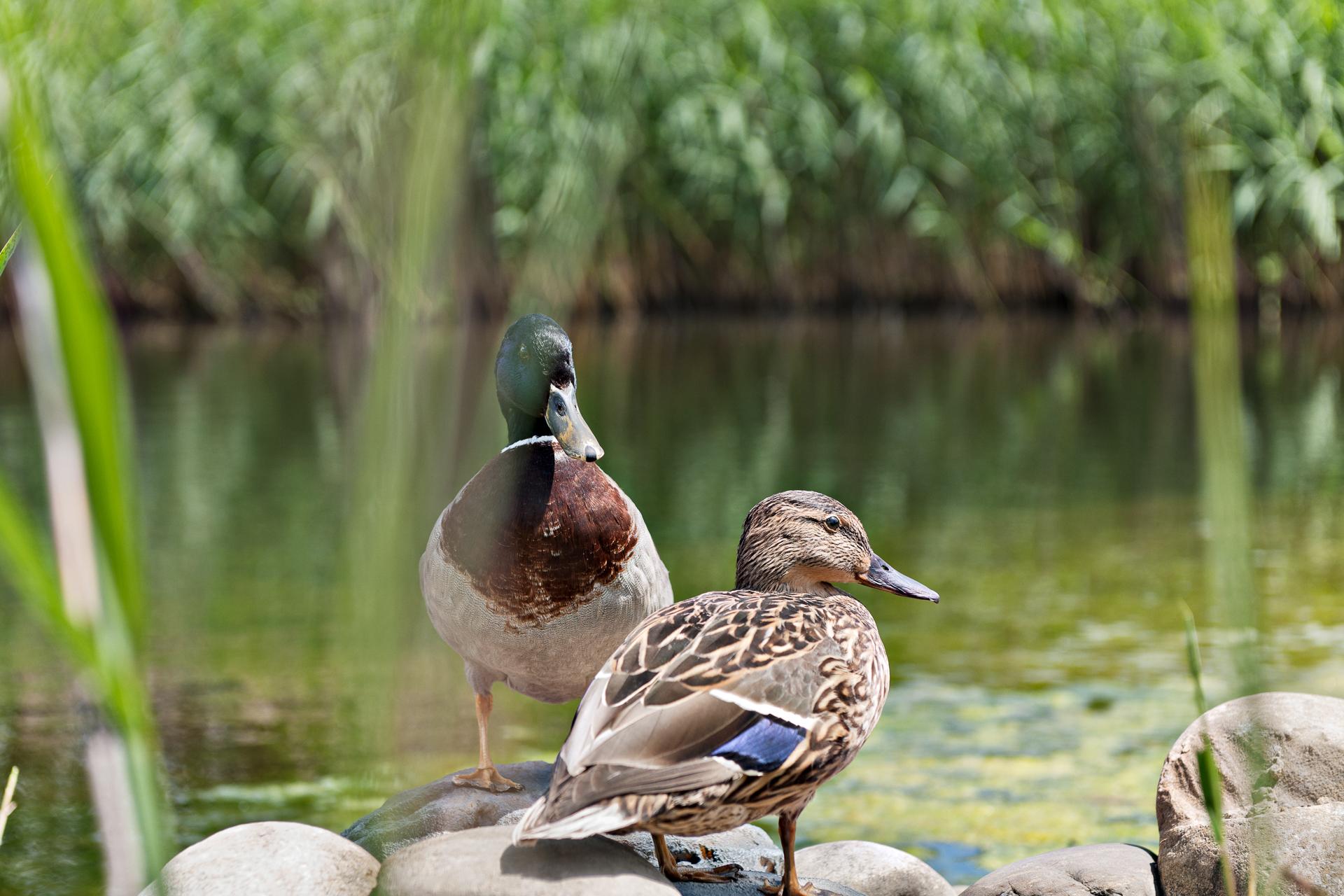 Zwei Enten an einem Teich